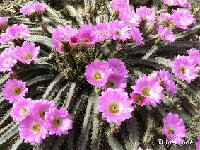 Echinocereus pentalophus JLcoll.1236.JPG